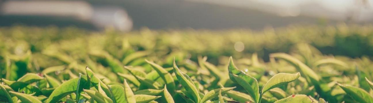 AgTech Expo