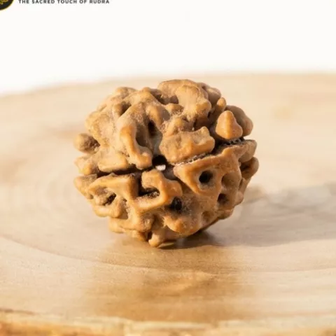 Two Mukhi Rudraksha | Rudrasparsh