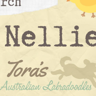 Australian Labradoodles
