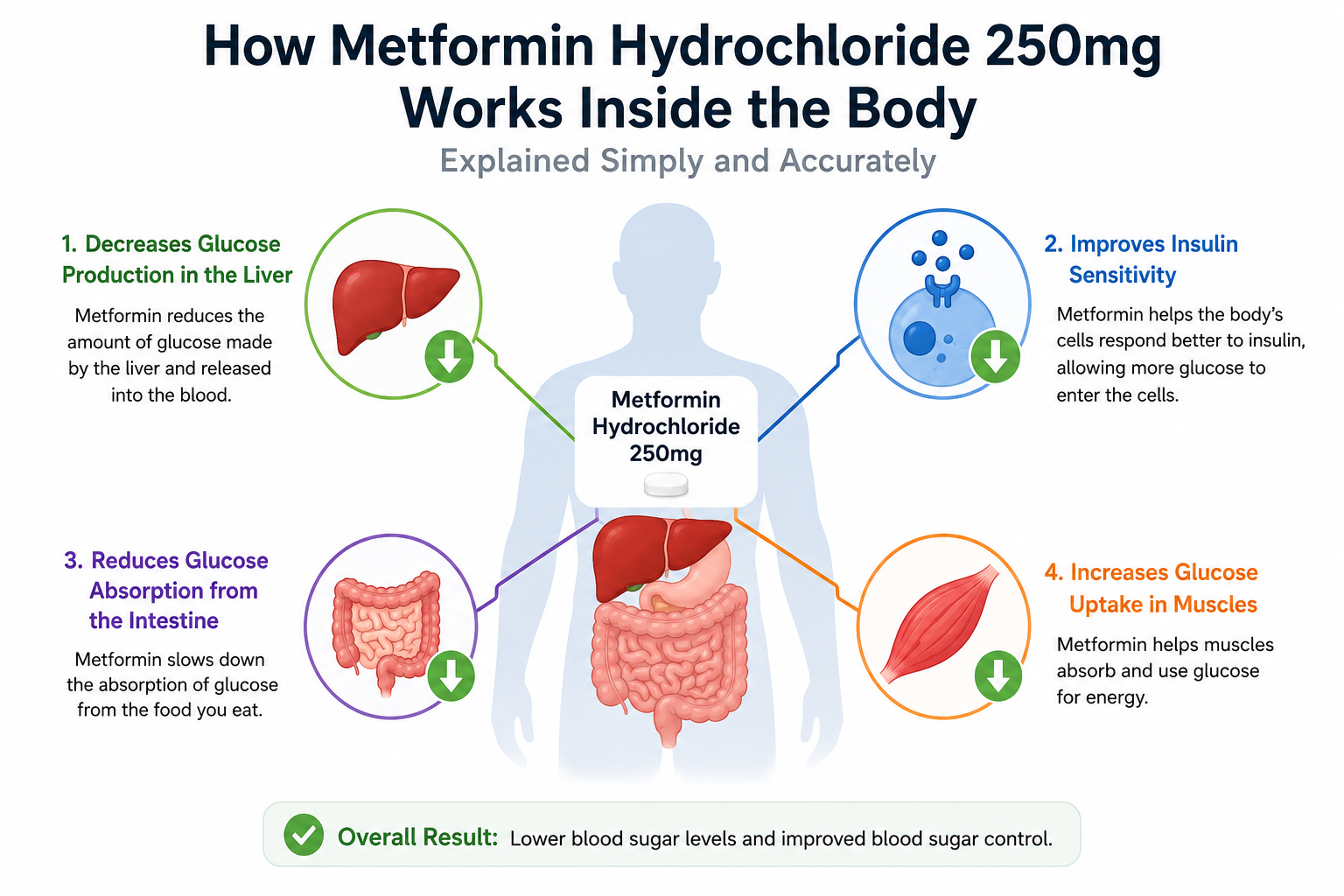 image of How metformin affects the body
