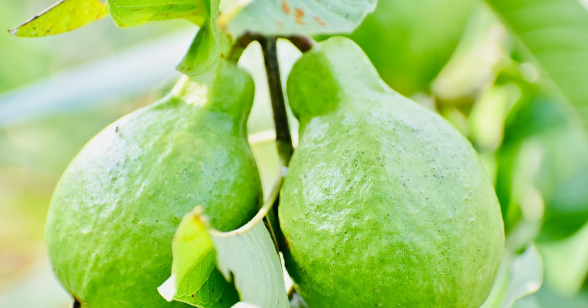 The Healing Powers of Guava: 7 Health Benefits for Your Well-being